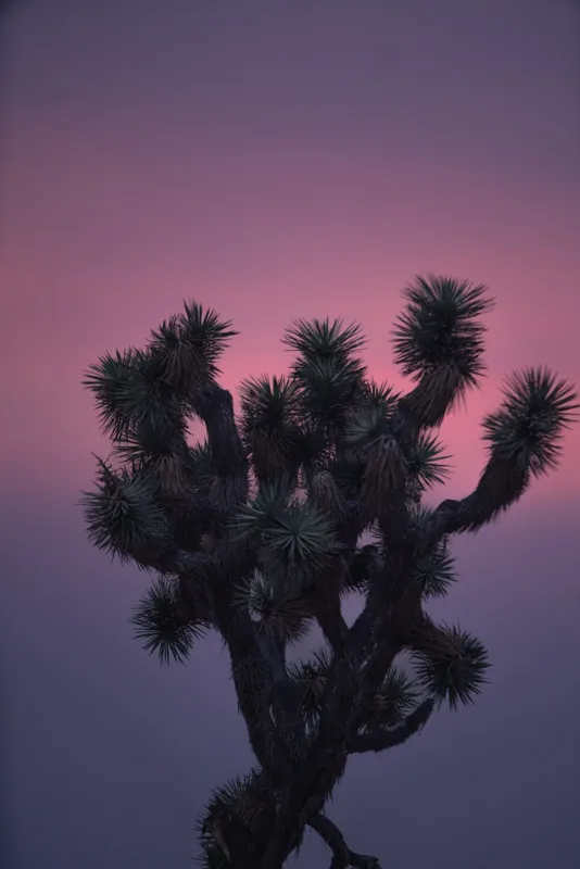 A Joshua tree silhouetted against a pink and violet sunset
