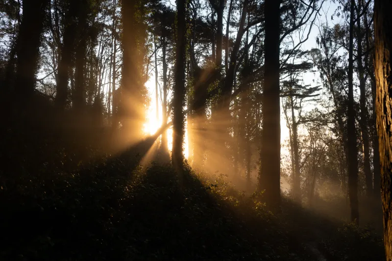 Late sun bursting through a dark stand of forest trees